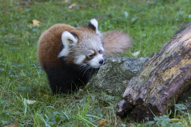 This is a photo of a red panda cub sniffing a rock.